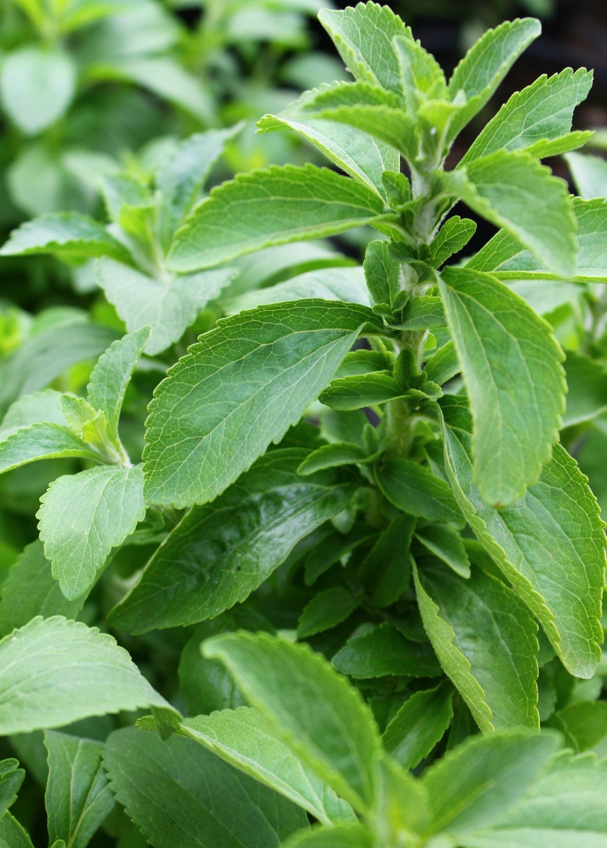 Stevia (Stevia rebaudiana)
