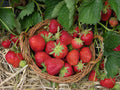 Sparkle Strawberry Plants Bare Root – June-Bearing Heirloom Variety with Sweet Flavor, Cold Hardy, Vigorous Garden Fruit Starter