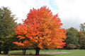 Live Sugar Maple Tree Bareroot 10-18 Inches Tall | Acer saccharum | Fall Foliage, Shade Tree, Native North American