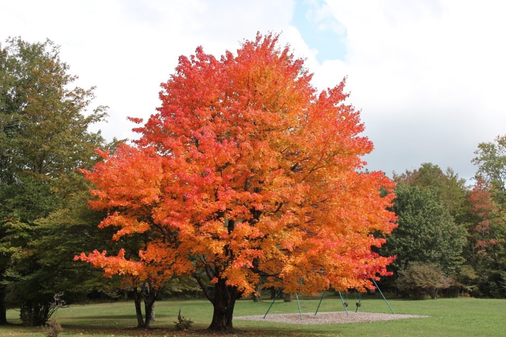 Live Sugar Maple Tree Bareroot 10-18 Inches Tall | Acer saccharum | Fall Foliage, Shade Tree, Native North American