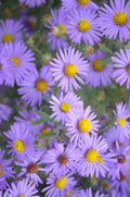 Symphyotrichum oblongifolium Seeds – Aromatic Aster, Native Perennial Wildflower, Purple Blooms, Pollinator Plant, 100 Seeds