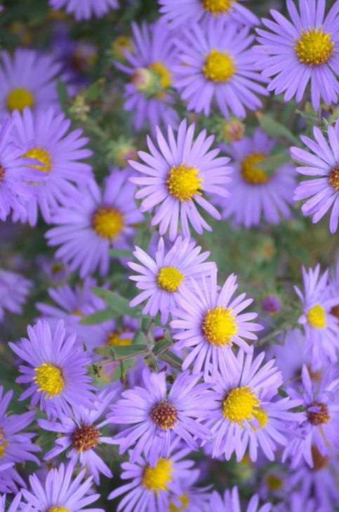 Symphyotrichum oblongifolium Seeds – Aromatic Aster, Native Perennial Wildflower, Purple Blooms, Pollinator Plant, 100 Seeds