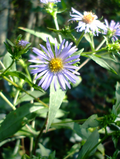 Symphyotrichum puniceum Seeds – Purple-stemmed Aster Native Perennial Wildflower for Wetlands & Pollinator Gardens