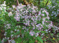Symphyotrichum cordifolium Seeds | Heart-leaved Aster | Native Perennial Wildflower for Pollinators & Woodland Gardens
