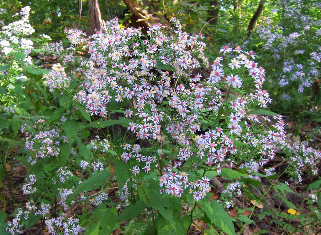 Symphyotrichum cordifolium Seeds | Heart-leaved Aster | Native Perennial Wildflower for Pollinators & Woodland Gardens