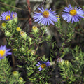 100 Symphyotrichum oblongifolium Seeds | Aromatic Aster | Native Perennial Wildflower for Pollinator Gardens