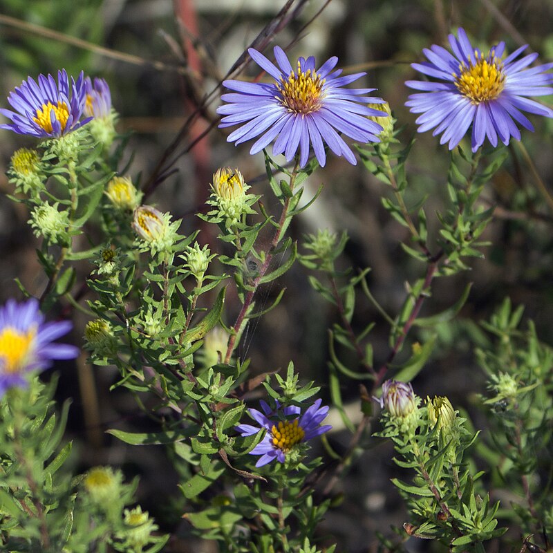 100 Symphyotrichum oblongifolium Seeds | Aromatic Aster | Native Perennial Wildflower for Pollinator Gardens