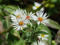 Symphyotrichum pilosus Seeds | Heath Aster Wildflower | Lavender Purple Clusters | Native Perennial for Pollinator Gardens