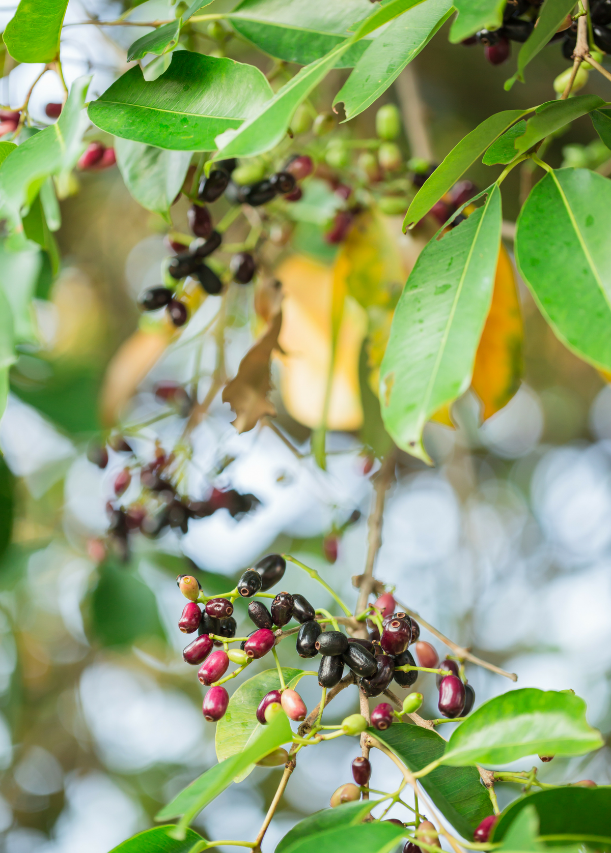 Jamun (Syzygium cumini)