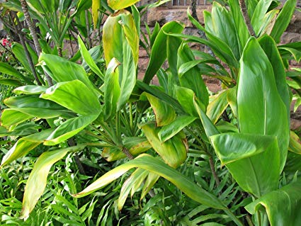 10 Hawaiian Ti Leaf Cuttings – Cordyline fruticosa 6" Starter Logs for Tropical Gardens