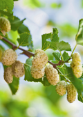 Mulberry 'Tehama' White (Morus alba)