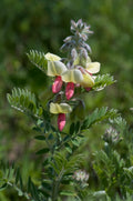 Tephrosia virginiana Seeds – Goat’s Rue Wildflower, Native Legume, Pollinator Attractant, Non-GMO Perennial Seeds