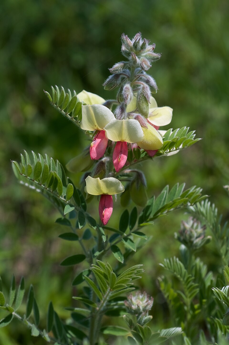 Tephrosia virginiana Seeds – Goat’s Rue Wildflower, Native Legume, Pollinator Attractant, Non-GMO Perennial Seeds