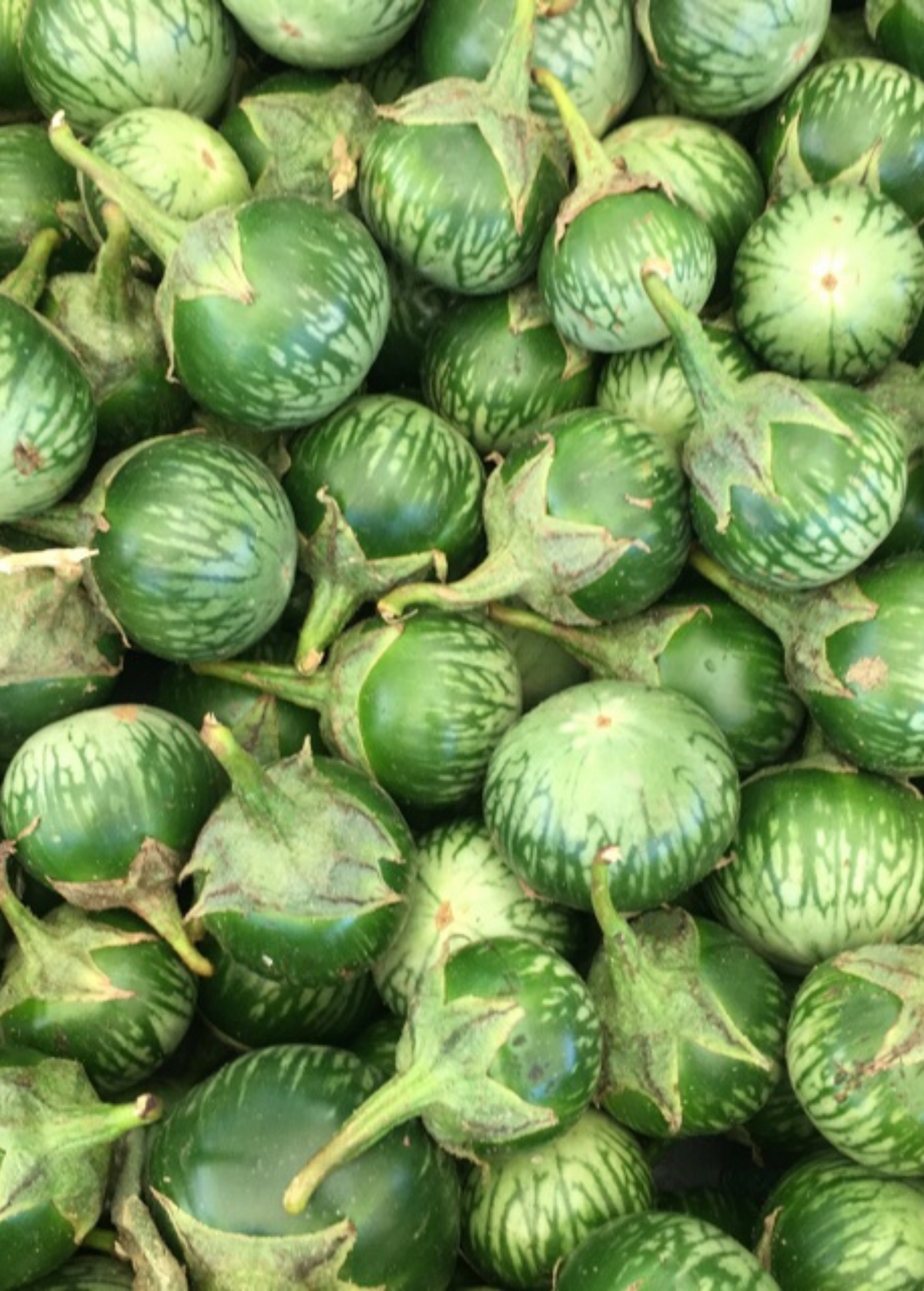 Thai Eggplant (Solanum melongena)