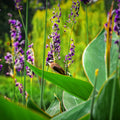 Live Thalia dealbata Bareroot | Hardy Water Canna for Ponds & Water Gardens | Lavender-Blue Flowers | Aquatic Marginal Plant