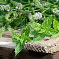Organic Peppermint Plants Set of 8 – Live Herb Starts for Tea, Cooking & Garden, Mentha piperita