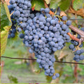 5pcs Unrooted Thomcord Seedless Grape Cuttings – Vitis vinifera Hybrid for Home Garden, Sweet Table Grapes, Easy Propagation