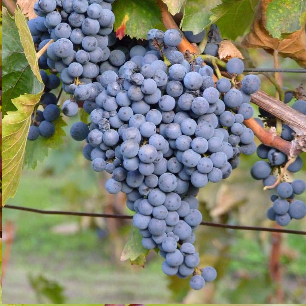 5pcs Unrooted Thomcord Seedless Grape Cuttings – Vitis vinifera Hybrid for Home Garden, Sweet Table Grapes, Easy Propagation