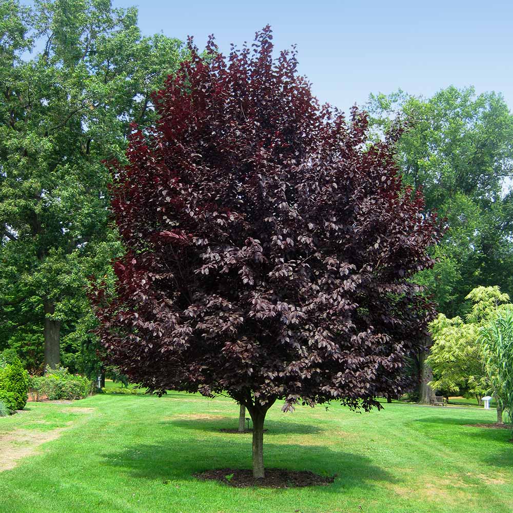 Purple Leaf Plum Tree (Cistena) – 2ft Bare Root Ornamental Tree with Deep Purple Foliage and Pink Flowers Prunus × cistena