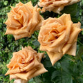Super Rare Toffee Ecuadorian Rose Cuttings – Unrooted Rosa ‘Toffee’ Brown Caramel Propagation for Grafting & Gardening
