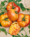 2 Old German Tomato Live Plants | Rare Heirloom Bicolor Slicer Tomatoes 6-10"