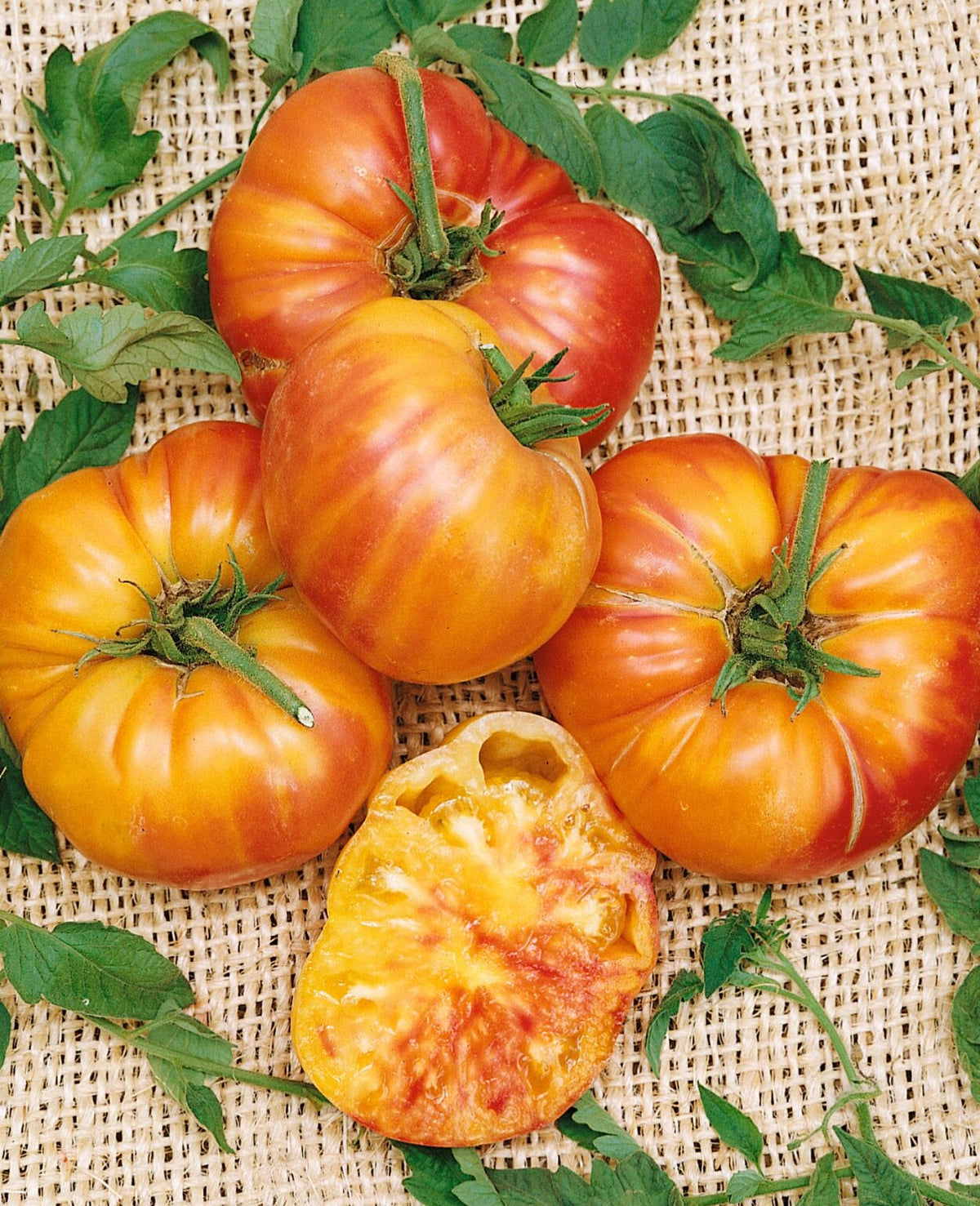 2 Old German Tomato Live Plants | Rare Heirloom Bicolor Slicer Tomatoes 6-10"