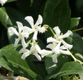 Organic Live Star Jasmine Cuttings - Trachelospermum jasminoides Fragrant Vine for Garden, Trellis, and Indoor Use