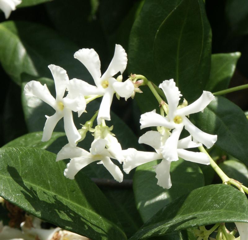 Organic Live Star Jasmine Cuttings - Trachelospermum jasminoides Fragrant Vine for Garden, Trellis, and Indoor Use