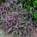 Tradescantia ‘Pale Puma’ – 5 Unrooted Fuzzy Plant Cuttings | Easy to Root Indoor Houseplant