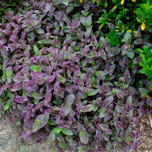 Tradescantia ‘Pale Puma’ – 5 Unrooted Fuzzy Plant Cuttings | Easy to Root Indoor Houseplant