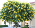 Crape Myrtle Cuttings – Lagerstroemia indica ‘Milk’ – Unrooted Flowering Shrub or Small Tree Starter Stems for Landscaping, Garden