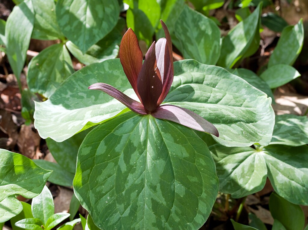 Purple Toad Trillium Bulbs, Native Woodland Perennial, Sweet Betsy, Trillium cuneatum, Shade Garden Flower, Spring Blooming Plant