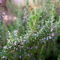 Organic Rosemary ‘Tuscan Blue’ Live Starter Plant | Aromatic Culinary Herb, Hardy Perennial