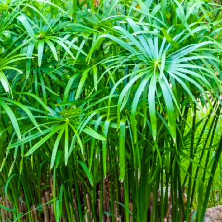 Live Dwarf Umbrella Palm (Cyperus alternifolius gracilis) Bareroot Water Garden Plant