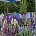 Mixed Delphinium Flower Seeds - 100+ Seeds for Tall, Vibrant Wildflowers - Delphinium spp.