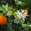Valencia Orange Cuttings 6-8 Inch Unrooted Citrus sinensis for Grafting & Propagation Organic Sweet Juice