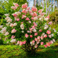 5 Vanilla Strawberry Hydrangea Cuttings | Unrooted Hydrangea paniculata 'Renhy' | Pink-White Blooms, Fast Growing