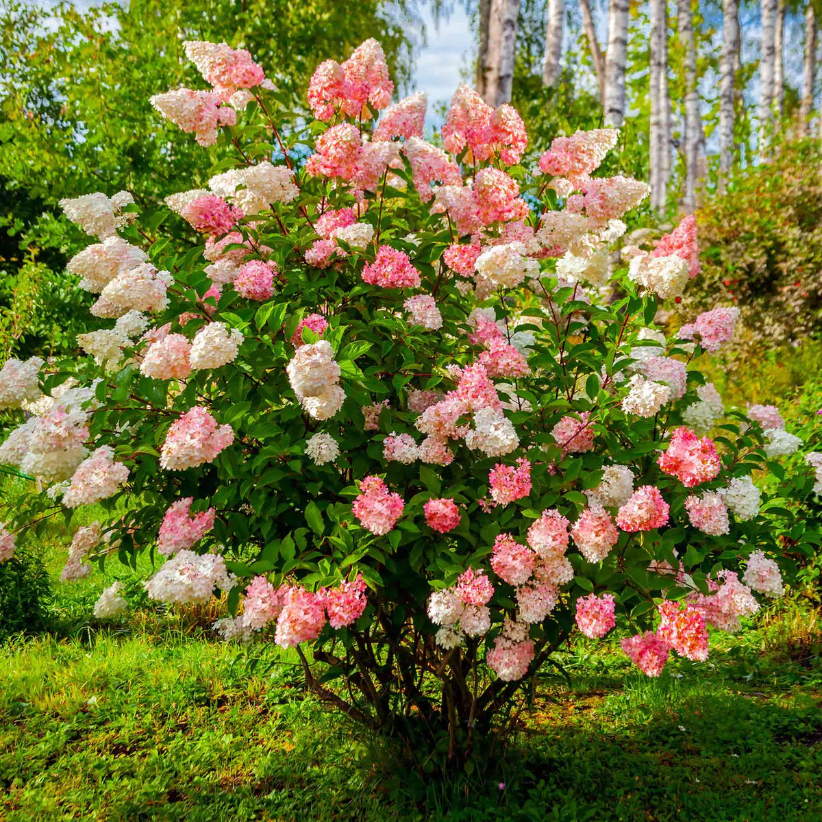5 Vanilla Strawberry Hydrangea Cuttings | Unrooted Hydrangea paniculata 'Renhy' | Pink-White Blooms, Fast Growing