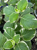 5 Variegated Cuban Oregano Cuttings – Plectranthus amboinicus Aromatic Herb – Live Unrooted Stems