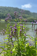 Verbena hastata Seeds – Blue Vervain Native Perennial Wildflower Pollinator-Friendly Meadow Plant (100 Seeds)