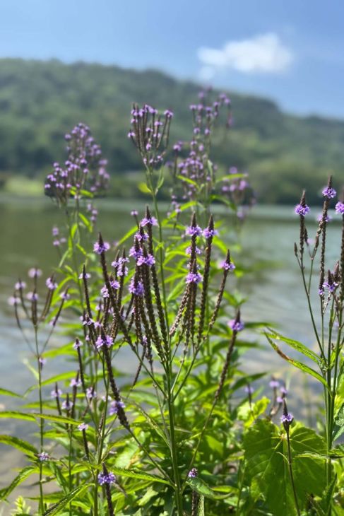 Verbena hastata Seeds – Blue Vervain Native Perennial Wildflower Pollinator-Friendly Meadow Plant (100 Seeds)