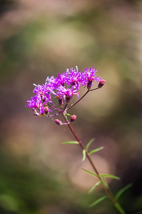 Vernonia angustifolia Seeds | Tall Ironweed Native Perennial Wildflower for Pollinator Gardens & Natural Landscapes