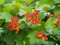 Viburnum opulus Cutting – Unrooted Stem for Propagation – Eastern Snowball Tree – Flowering Shrub – Ornamental Hedges & Borders