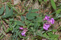 Vicia americana Seeds - American Vetch Native Nitrogen-Fixing Groundcover (25 Seeds)