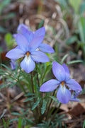 10 Bird’s-Foot Violet Plants (Viola pedata) | Bare-Root Native Wildflower Perennial