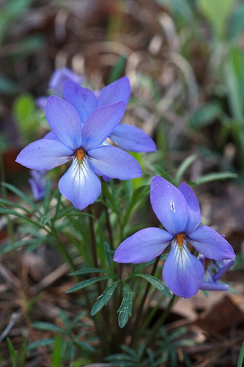 10 Bird’s-Foot Violet Plants (Viola pedata) | Bare-Root Native Wildflower Perennial