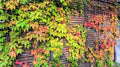 Virginia Creeper Live Rooted Cuttings – 5–8" Parthenocissus quinquefolia Climbing Vine for Fences & Walls