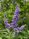 Vitex Chaste Tree Live Plant – Lilac Chasteberry Shrub with Fragrant Flowers