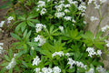 Sweet Woodruff Groundcover Plant – Live Starter, Fragrant White Blooms, Shade-Loving Perennial, Galium odoratum