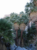 Washingtonia filifera Seeds – California Fan Palm, Hardy Desert Ornamental Palm (5 Seeds)